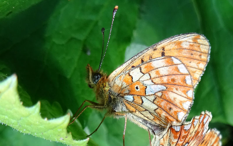 accoppiamento di Boloria euphrosyne - Nymphalidae